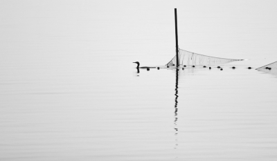 <i class='fa fa-user'></i> luutgroeneveld |   Aalscholver  <i class='fa fa-eye'> 245</i>  <i class='fa fa-thumbs-up'> 13</i>   <i class='fa fa-comment-o'> 10</i>