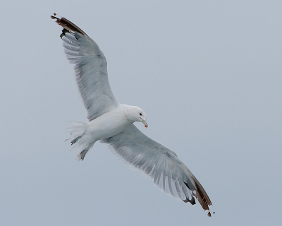 <i class='fa fa-user'></i> Wijnand van Buuren |   Prairiemeeuw  <i class='fa fa-eye'> 171</i>  <i class='fa fa-thumbs-up'> 1</i>   <i class='fa fa-comment-o'> 5</i>