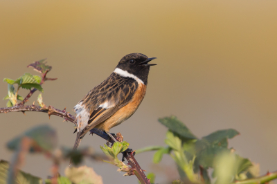 <i class='fa fa-user'></i> Vincent Vuik |   Roodborsttapuit  <i class='fa fa-eye'> 618</i>  <i class='fa fa-thumbs-up'> 23</i>   <i class='fa fa-comment-o'> 16</i>