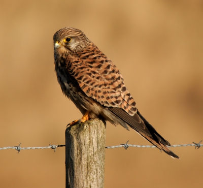 Ik zocht naar een buizerd maar kreeg een torenvalk voor de lens op ongeveer 3-4 meter afstand. Nadat ik hem mocht bestoken ging hij onderaan de paal zijn maaltijd nuttigen.