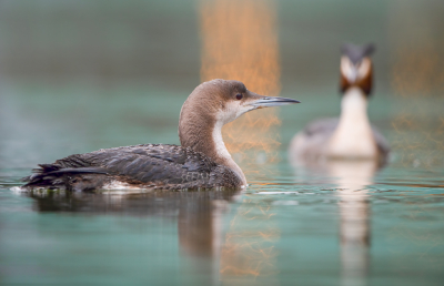 <i class='fa fa-user'></i> Hans Overduin |   Parelduiker  <i class='fa fa-eye'> 290</i>  <i class='fa fa-thumbs-up'> 3</i>   <i class='fa fa-comment-o'> 6</i>