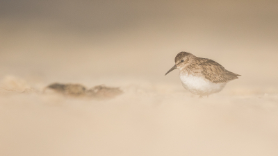 <i class='fa fa-user'></i> erik1966 |   Kleinste Strandloper  <i class='fa fa-eye'> 235</i>  <i class='fa fa-thumbs-up'> 13</i>   <i class='fa fa-comment-o'> 8</i>