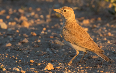 <i class='fa fa-user'></i> Lennart Verheuvel |   Dunns Leeuwerik  <i class='fa fa-eye'> 191</i>   <i class='fa fa-comment-o'> 2</i>