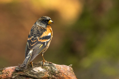 Tijdens een leuke wandeling door Nationaal park de Hoge Veluwe deze mooie Keep gespot. De keep ging er mooi voor zitten.