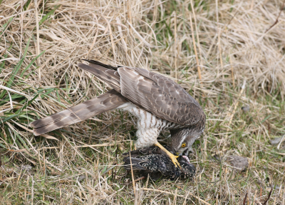 Puur natuur. Deze foto is vanuit de auto genomen en de vogel trok zich nergens iets van aan. Geen diepte in de foto , aangezien de sperwer in de slootwal zat. Let op de houding van de kop. Bijna de gehele foto en niet verscherpt oid.