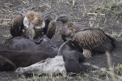 <i class='fa fa-user'></i> Gerard Visser |   Himalayagier  <i class='fa fa-eye'> 216</i>  <i class='fa fa-thumbs-up'> 2</i>   <i class='fa fa-comment-o'> 9</i>