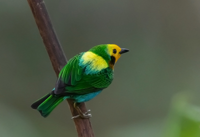 <i class='fa fa-user'></i> charlysax |   Veelkleurige Tangare  <i class='fa fa-eye'> 204</i>  <i class='fa fa-thumbs-up'> 12</i>   <i class='fa fa-comment-o'> 14</i>