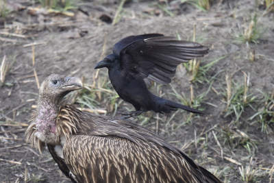 <i class='fa fa-user'></i> Gerard Visser |   Himalayagier  <i class='fa fa-eye'> 215</i>  <i class='fa fa-thumbs-up'> 9</i>   <i class='fa fa-comment-o'> 8</i>