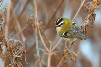 <i class='fa fa-user'></i> Frank Kremer |   Vuurgoudhaan  <i class='fa fa-eye'> 393</i>  <i class='fa fa-thumbs-up'> 24</i>   <i class='fa fa-comment-o'> 17</i>