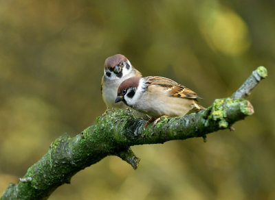 <i class='fa fa-user'></i> henkdikkers |   Ringmus  <i class='fa fa-eye'> 299</i>  <i class='fa fa-thumbs-up'> 8</i>   <i class='fa fa-comment-o'> 8</i>