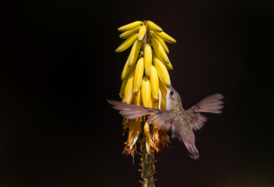 <i class='fa fa-user'></i> charlysax |   Muskietkolibrie  <i class='fa fa-eye'> 156</i>  <i class='fa fa-thumbs-up'> 8</i>   <i class='fa fa-comment-o'> 7</i>