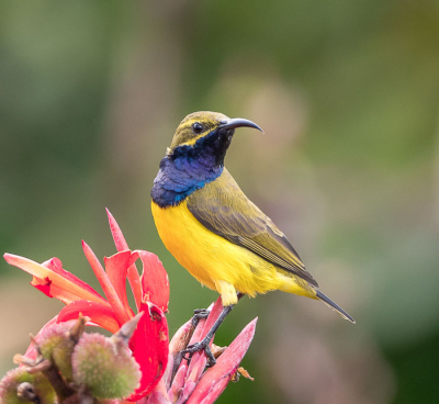 <i class='fa fa-user'></i> Arie G |   Staalborsthoningzuiger  <i class='fa fa-eye'> 172</i>   <i class='fa fa-comment-o'> 3</i>