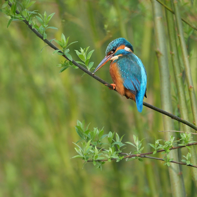 <i class='fa fa-user'></i> corvanspijk |   IJsvogel  <i class='fa fa-eye'> 248</i>  <i class='fa fa-thumbs-up'> 2</i>   <i class='fa fa-comment-o'> 6</i>