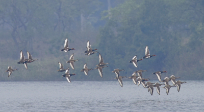 <i class='fa fa-user'></i> Gerard Visser |   Krooneend  <i class='fa fa-eye'> 196</i>  <i class='fa fa-thumbs-up'> 1</i>   <i class='fa fa-comment-o'> 6</i>