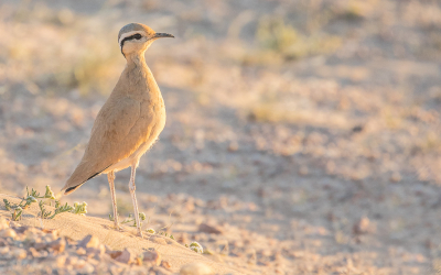 <i class='fa fa-user'></i> Lennart Verheuvel |   Renvogel  <i class='fa fa-eye'> 188</i>   <i class='fa fa-comment-o'> 6</i>