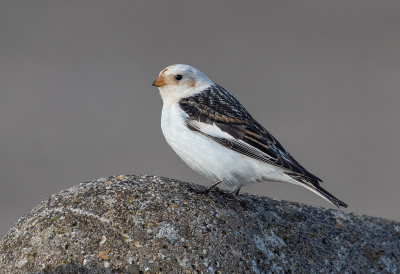 <i class='fa fa-user'></i> Celly |   Sneeuwgors  <i class='fa fa-eye'> 317</i>  <i class='fa fa-thumbs-up'> 13</i>   <i class='fa fa-comment-o'> 8</i>