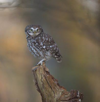 <i class='fa fa-user'></i> Ido |   Steenuil  <i class='fa fa-eye'> 368</i>  <i class='fa fa-thumbs-up'> 23</i>   <i class='fa fa-comment-o'> 10</i>