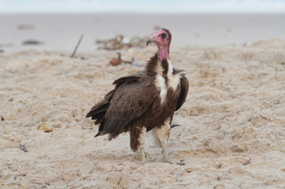 Als het 's nachts hard had gewaaid boven de Atlantische Oceaan lagen er 's morgens allerlei hapjes voor de aaseters klaar : dode aangespoelde schildpadden, zeevogels ... tot zelfs een kleine tuimelaar.  Ook voor de kapgieren was het dan steeds weer een eetfestijn.  Wat me wel telkens shokeerde was de enorme hoeveelheid plastic en andere rommel die er ook steeds na elke storm op het strand lag, ik heb dit nu bewust niet opgekuist zodat jullie ook een beetje van deze hemeltergende rotzooi kunnen zien. De plaatselijke bevolking probeert het wel op te ruimen, maar dit is dweilen met de kraan open ... helaas.