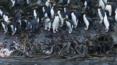 <i class='fa fa-user'></i> Arjen Drost |   Macaronipingun  <i class='fa fa-eye'> 147</i>  <i class='fa fa-thumbs-up'> 1</i>   <i class='fa fa-comment-o'> 8</i>