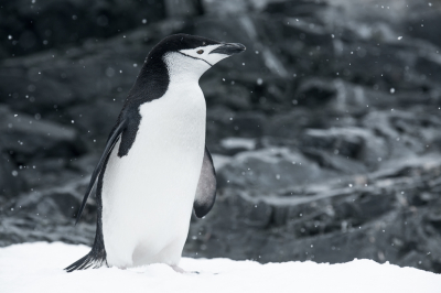 <i class='fa fa-user'></i> Arjen Drost |   Stormbandpingun  <i class='fa fa-eye'> 152</i>  <i class='fa fa-thumbs-up'> 2</i>   <i class='fa fa-comment-o'> 6</i>