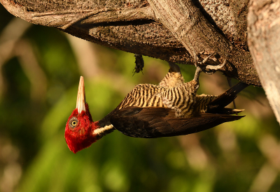 <i class='fa fa-user'></i> Rob Strijker |   Koningsspecht  <i class='fa fa-eye'> 198</i>  <i class='fa fa-thumbs-up'> 3</i>   <i class='fa fa-comment-o'> 4</i>
