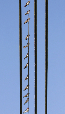 <i class='fa fa-user'></i> Frank van der Wielen |   Boerenzwaluw  <i class='fa fa-eye'> 208</i>  <i class='fa fa-thumbs-up'> 5</i>   <i class='fa fa-comment-o'> 6</i>