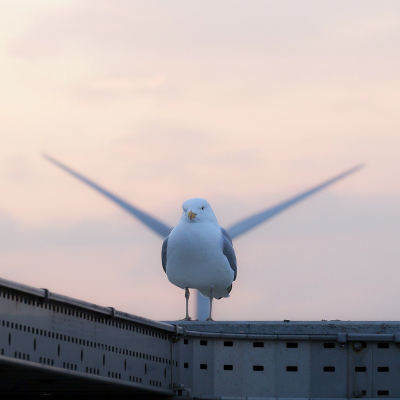 "Spread your Wings"
Ik kon hier de windmolen op de achtergrond leuk meenemen in de compositie.