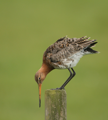 Alhoewel er al de nodige foto's van deze sierlijke vogel voorbij gekomen zijn , plaats ik deze vanwege de "aparte" houding. Het lijkt alsof de grutto kijkt of zijn snavel net zo groot is als de paal.