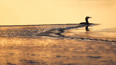 <i class='fa fa-user'></i> Bert Ooms |   Roodkeelduiker  <i class='fa fa-eye'> 215</i>  <i class='fa fa-thumbs-up'> 16</i>   <i class='fa fa-comment-o'> 10</i>