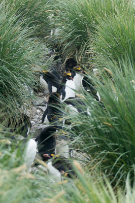 Hier een overzichtsfoto van een broedkolonie Macaronipinguins.