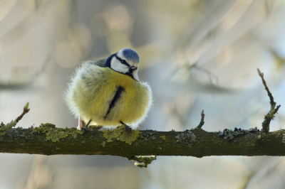 <i class='fa fa-user'></i> Frank Kremer |   Pimpelmees  <i class='fa fa-eye'> 247</i>  <i class='fa fa-thumbs-up'> 2</i>   <i class='fa fa-comment-o'> 8</i>