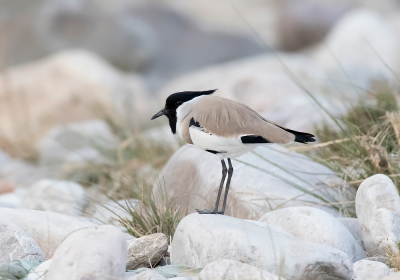 <i class='fa fa-user'></i> Frank van der Wielen |   Indische Sporenkievit  <i class='fa fa-eye'> 213</i>  <i class='fa fa-thumbs-up'> 9</i>   <i class='fa fa-comment-o'> 7</i>