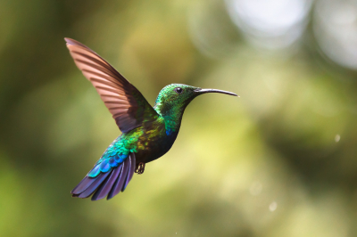 <i class='fa fa-user'></i> Flamingo |   Groenkeelkolibrie  <i class='fa fa-eye'> 167</i>  <i class='fa fa-thumbs-up'> 2</i>   <i class='fa fa-comment-o'> 4</i>