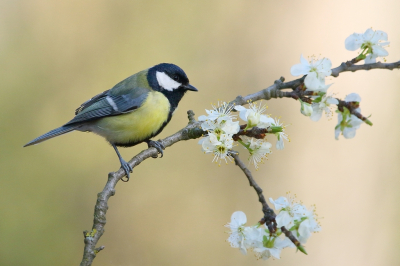 <i class='fa fa-user'></i> Rob Belterman |   Koolmees  <i class='fa fa-eye'> 351</i>  <i class='fa fa-thumbs-up'> 12</i>   <i class='fa fa-comment-o'> 12</i>