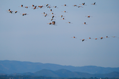 Rond Fuzeta zitten een aantal, flinke, groepen flamingo's.
Soms zoeken ze een andere plek.