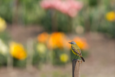 De toeristen zullen zich afgevraagd waarom ik het kleine groepje tulpen stond te fotograferen terwijl er achter me een immense groot veld hyacinten volop in de bloei stond.