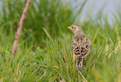 Beneveld door de hormonen bleef deze skylark op zo'n 5 meter afstand van mij (en de hond) beduusd staan. Het geluid dat ze voortbrengen is eigenlijk niet meer weg te denken bij een bollenveld.