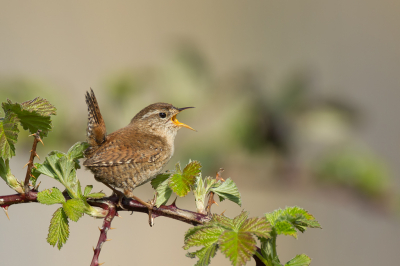 <i class='fa fa-user'></i> Almanbrother |   Winterkoning  <i class='fa fa-eye'> 333</i>  <i class='fa fa-thumbs-up'> 4</i>   <i class='fa fa-comment-o'> 9</i>