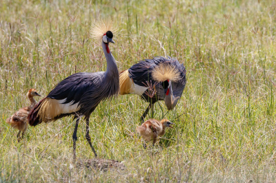 <i class='fa fa-user'></i> Louis56 |   Grijze Kroonkraanvogel  <i class='fa fa-eye'> 234</i>  <i class='fa fa-thumbs-up'> 4</i>   <i class='fa fa-comment-o'> 6</i>