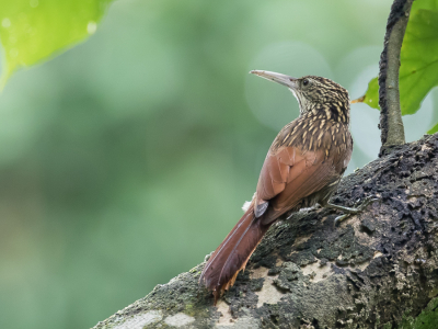 <i class='fa fa-user'></i> Paul van Giersbergen |   Ivoorsnavelmuisspecht  <i class='fa fa-eye'> 94</i>  <i class='fa fa-thumbs-up'> 3</i>   <i class='fa fa-comment-o'> 2</i>