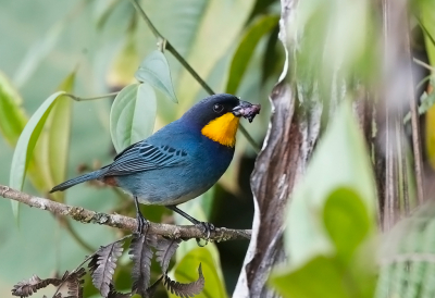 <i class='fa fa-user'></i> charlysax |   Pupermanteltangare  <i class='fa fa-eye'> 112</i>  <i class='fa fa-thumbs-up'> 5</i>   <i class='fa fa-comment-o'> 5</i>