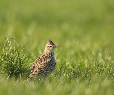 Al tijgerend de leeuwerik benaderd. Telkens keek hij even nieuwsgierig wie daar aan kwam. Het gras begint al aardig te groeien en daardoor kon ik goed dichtbij komen.
Gelukkig was er nog niet genjecteerd , zodat ik redelijk schoon thuis kon komen.
 Tijdstip : 18.30 uur.