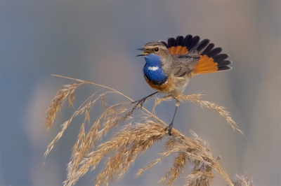 <i class='fa fa-user'></i> Harry Jamont |   Blauwborst  <i class='fa fa-eye'> 669</i>  <i class='fa fa-thumbs-up'> 34</i>   <i class='fa fa-comment-o'> 19</i>