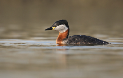 <i class='fa fa-user'></i> thijsglastra |   Roodhalsfuut  <i class='fa fa-eye'> 394</i>  <i class='fa fa-thumbs-up'> 22</i>   <i class='fa fa-comment-o'> 22</i>