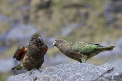 Mijn eerste foto op birdpix!

Koppeltje Kea's,die eerst een New Zealand falcon hadden weggejaagd, komen nieuwsgierig even kijken wat die man naast die rots allemaal aan het doen is.