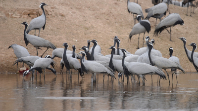 <i class='fa fa-user'></i> Gerard Visser |   Jufferkraanvogel  <i class='fa fa-eye'> 204</i>  <i class='fa fa-thumbs-up'> 1</i>   <i class='fa fa-comment-o'> 3</i>