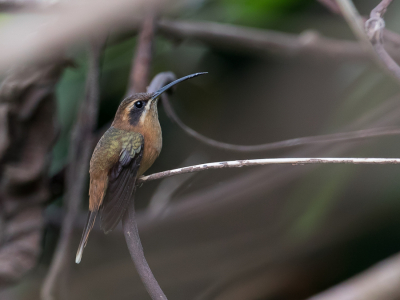 <i class='fa fa-user'></i> Paul van Giersbergen |   Kleine Streepkeelheremietkolibrie  <i class='fa fa-eye'> 128</i>  <i class='fa fa-thumbs-up'> 3</i>   <i class='fa fa-comment-o'> 4</i>