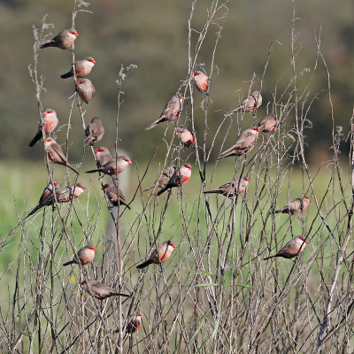 <i class='fa fa-user'></i> Henk Baptist |   Sint-Helenafazantje  <i class='fa fa-eye'> 315</i>   <i class='fa fa-comment-o'> 10</i>
