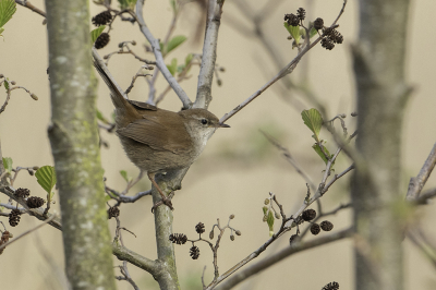 <i class='fa fa-user'></i> Rene Sluimer |   Cetti's Zanger  <i class='fa fa-eye'> 310</i>  <i class='fa fa-thumbs-up'> 2</i>   <i class='fa fa-comment-o'> 5</i>