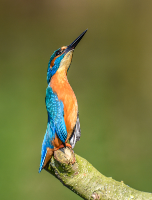 <i class='fa fa-user'></i> Harrie51 |   IJsvogel  <i class='fa fa-eye'> 296</i>  <i class='fa fa-thumbs-up'> 2</i>   <i class='fa fa-comment-o'> 8</i>